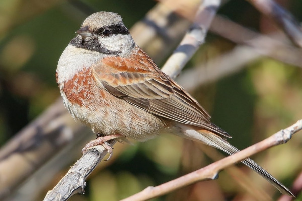 White-capped Bunting
