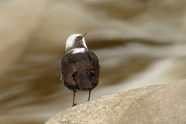 White-capped Dipper