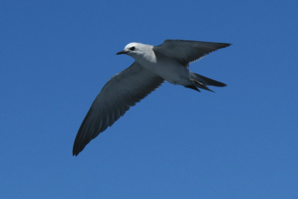 White-capped Noddy
