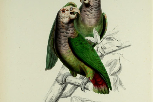 White-capped Parrot