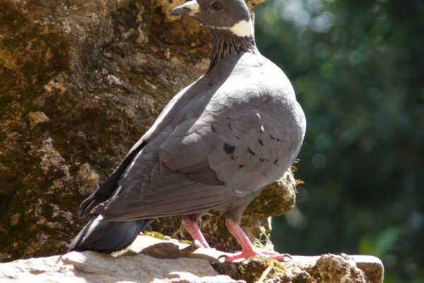 White-capped Pigeon