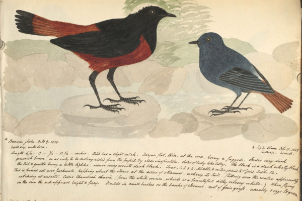 White-capped Redstart