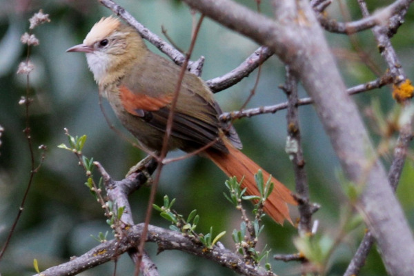 White-capped Spinetail