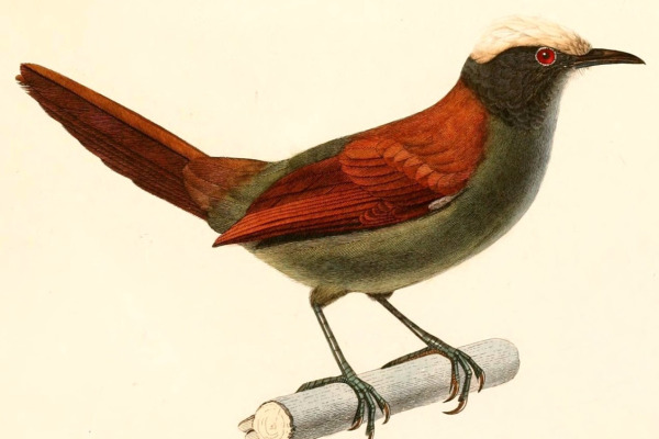 White-capped Tanager