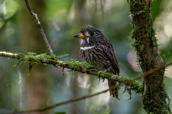 White-cheeked Antbird