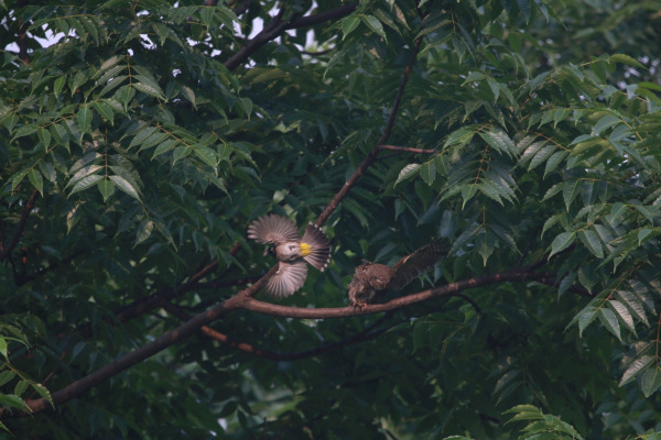 White-cheeked Bulbul