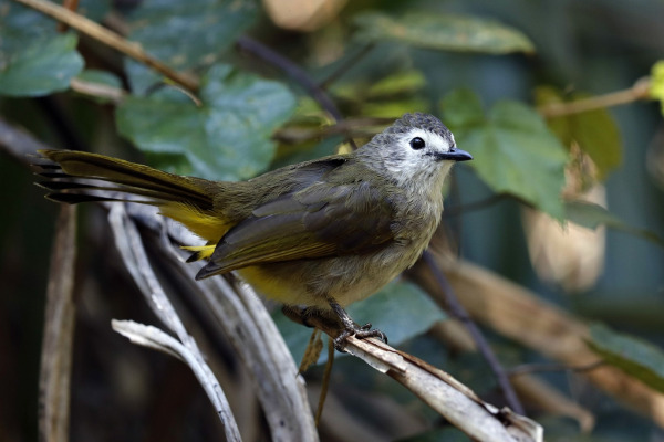 White-cheeked Bulbul