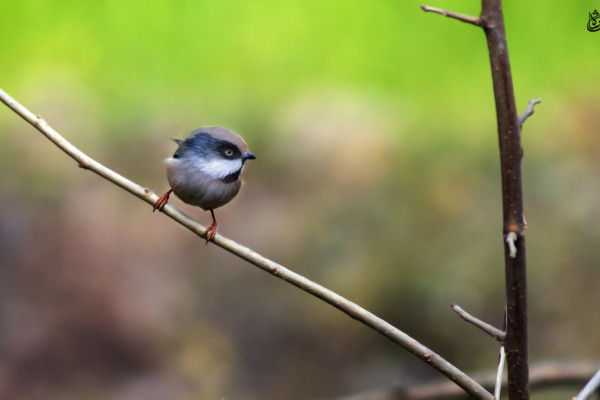 White-cheeked Bushtit