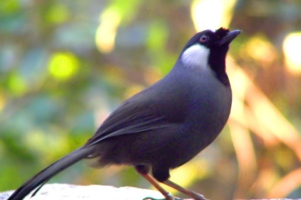 White-cheeked Starling