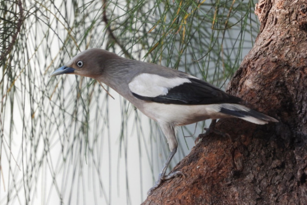 White-cheeked Starling