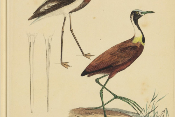 White-cheeked Turaco