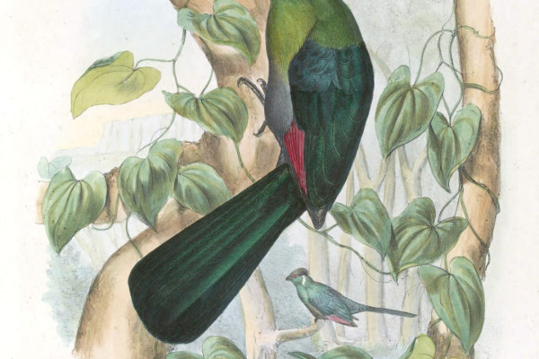 White-cheeked Turaco