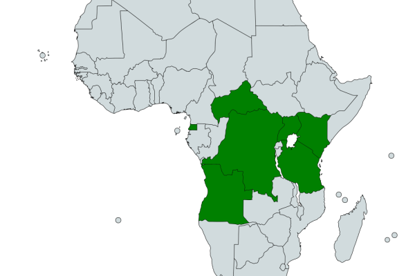 White-chested Illadopsis