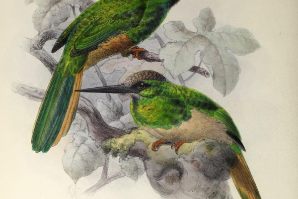 White-chinned Jacamar