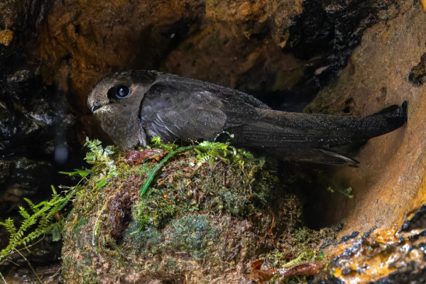 White-chinned Swift