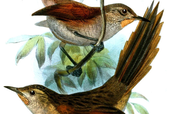 White-chinned Thistletail