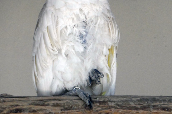 White Cockatoo