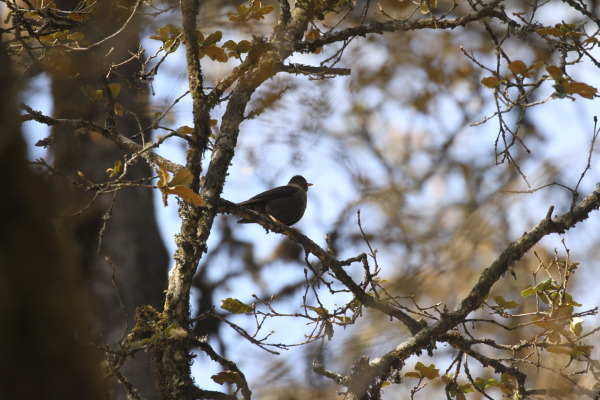 White-collared Blackbird