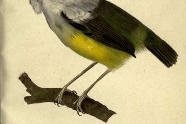 White-collared Manakin