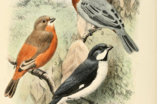 White-collared Seedeater