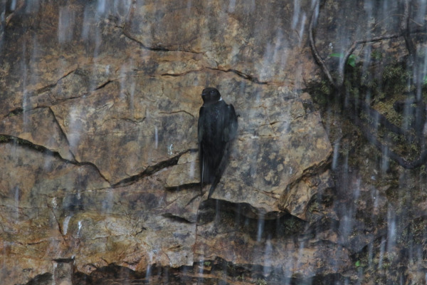 White-collared Swift