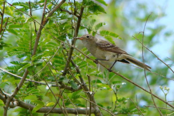 White-crested Elaenia