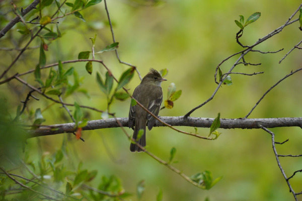 White-crested Elaenia