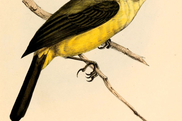 White-crested Spadebill