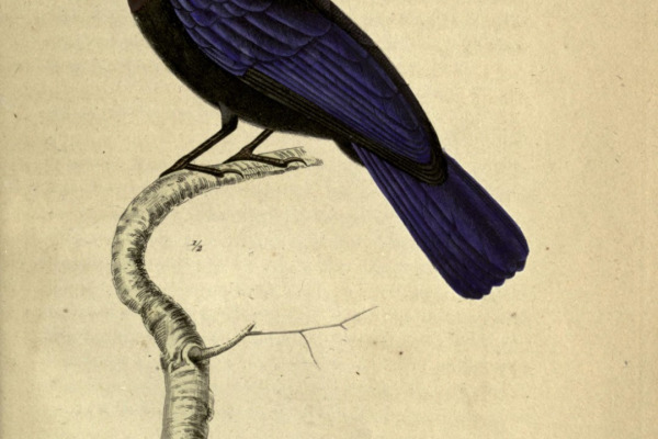 White-crested Spadebill