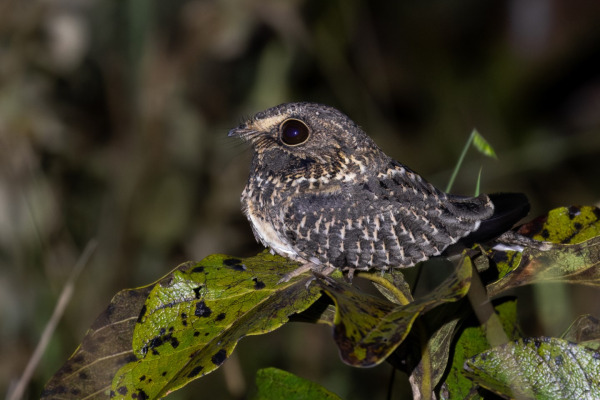White-crested Spadebill
