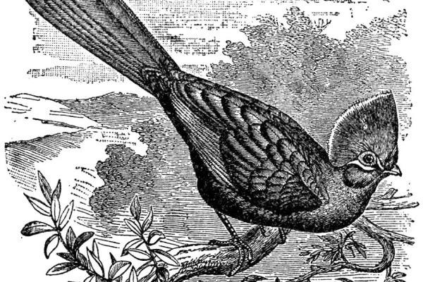 White-crested turaco