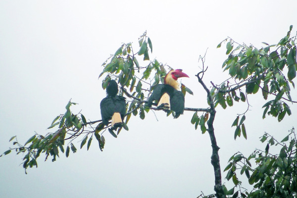 White-crowned Hornbill