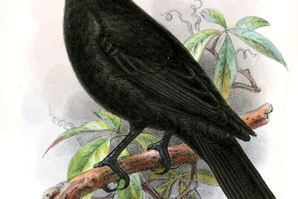 White-crowned Manakin