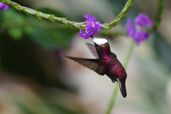 White-crowned Manakin