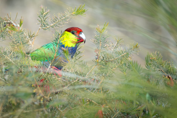 White-crowned Pigeon