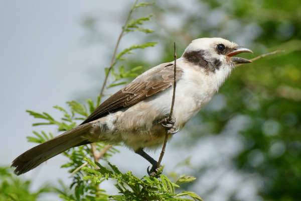 White-crowned shrike
