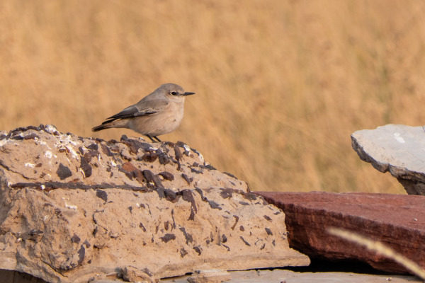 White-crowned Wheatear
