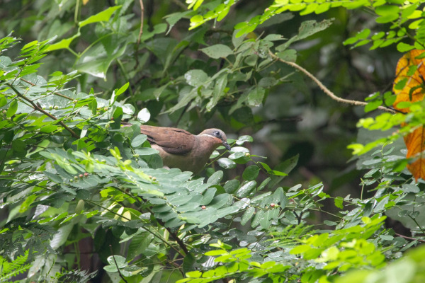 White-eared Brown Dove