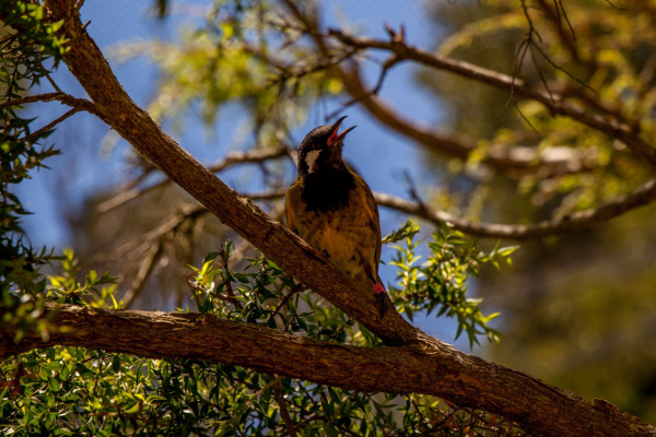 White-eared Honeyeater
