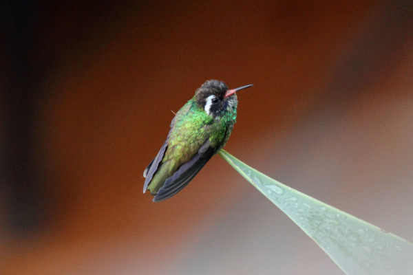 White-eared Hummingbird