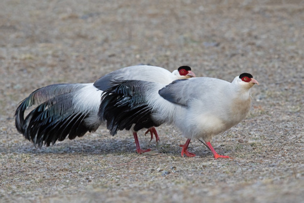 White eared-pheasant