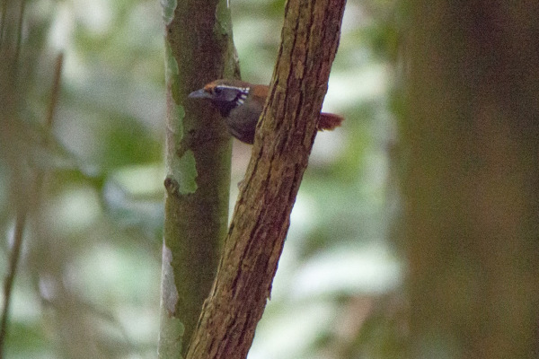 White-eared Shrike-Babbler
