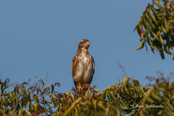 White-eyed Buzzard