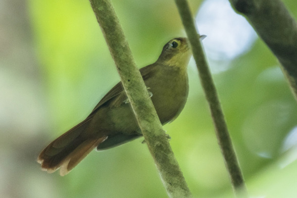 White-eyed Foliage-gleaner