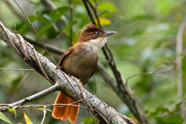 White-eyed Foliage-gleaner