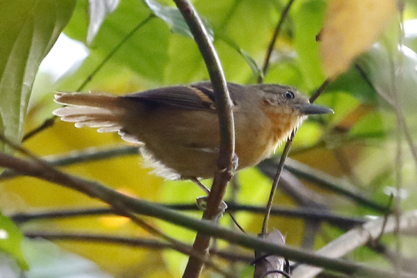 White-eyed Foliage-gleaner
