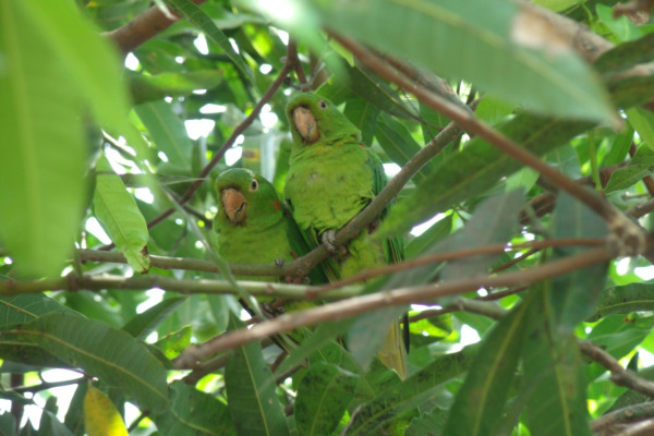 White-eyed Parakeet