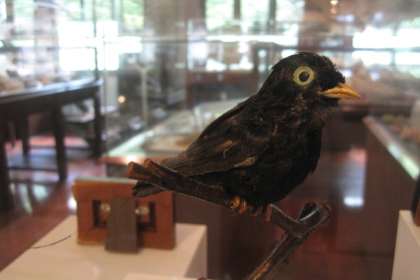 White-eyed River Martin
