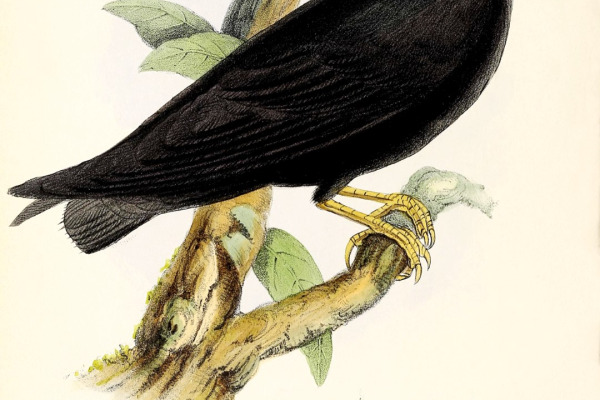 White-eyed River Martin