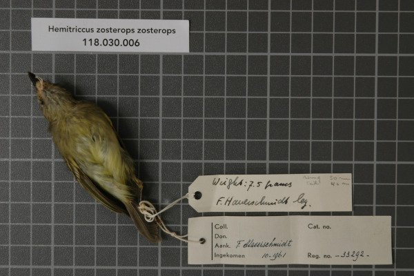 White-eyed Tody-Tyrant